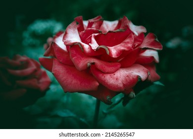 Red Rose. Rose flower in gloomy tones. Blood red rose on a background of green leaves