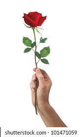 Red Rose Flower In Hand Men Isolated On A White Background