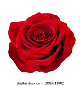 Red Rose Flower Head On White Background