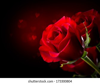 black and red rose flower