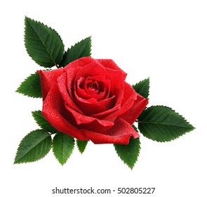 Red rose flower and leaves arrangement isolated on white