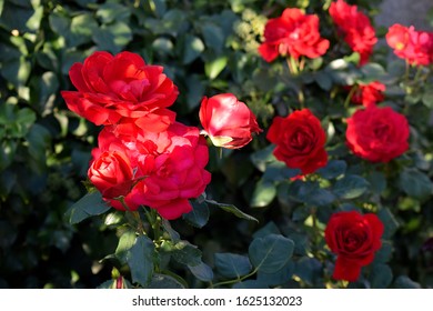 Flower Sky Rose Stem Images Stock Photos Vectors Shutterstock