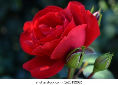 Flower Sky Rose Stem Images Stock Photos Vectors Shutterstock