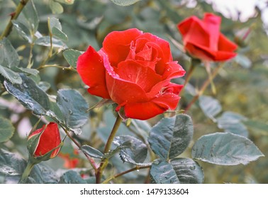 Red Rose Flower On Background Blurry  Rose Flower In The Garden Of Roses.