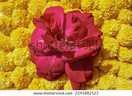 Red rose flower on marigold background