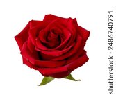 Red rose flower. The photo features a fully bloomed red rose on a white background. The rose has a rich red color, a short stem, and several green leaves. It can be used for bouquet designs.