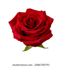 Red rose flower. The photo features a fully bloomed red rose on a white background. The rose has a rich red color, a short stem, and several green leaves. It can be used for bouquet designs. - Powered by Shutterstock