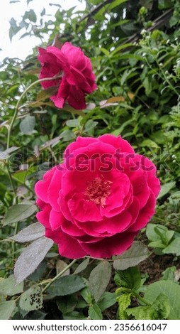red rose flower photo#redrose #rose #flower #photography 