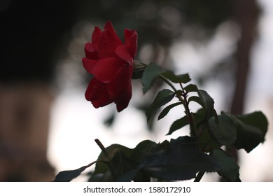 Flower Footage Images Stock Photos Vectors Shutterstock
