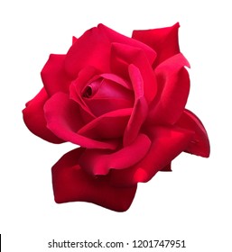 Rose Side View Images Stock Photos Vectors Shutterstock