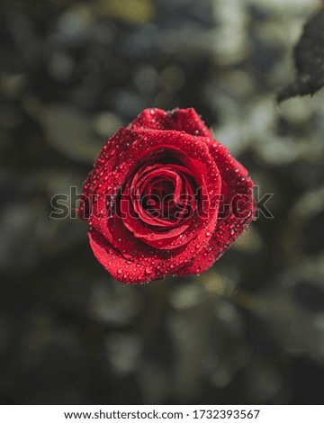 Similar – Image, Stock Photo raindrops falling Plant