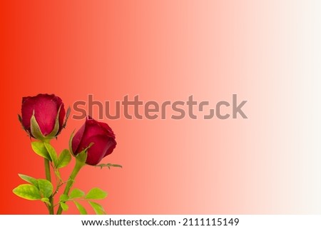 Similar – tulips Tulip Red