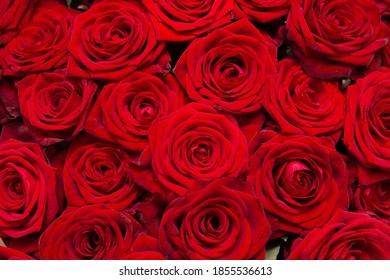 Red Rose Flowers As Background