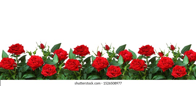 Red rose flowers in a border isolated on white background
