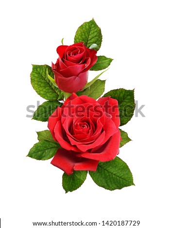Red rose flowers in a floral arrangement isolated on white