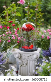 Red Rose Flowers In Glass Dome