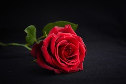 Red rose on the beach containing rose, red, and flower | Nature Stock ...