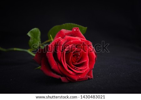 Red Rose  in front of black background