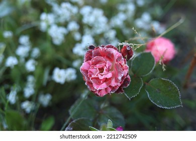 A Red Rose In The Frost Near The House. Green Grass