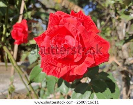 A red rose in full bloom, dedicated to my dearest one
Wonogiri Indonesia, August 10 2024