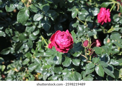 A red rose in full bloom, surrounded by lush green leaves and other flowers. A close-up of the vibrant red flower against a backdrop of dense foliage creates an enchanting garden scene.