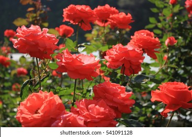 Rose Garden Images Stock Photos Vectors Shutterstock