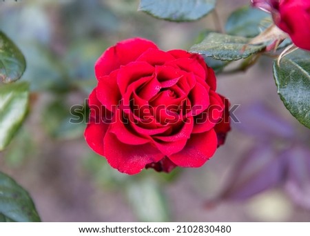 A red rose in the garden