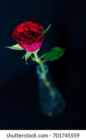 A Red Rose In A Glass Vase