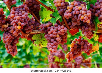 Red rose grapes wallpaper background