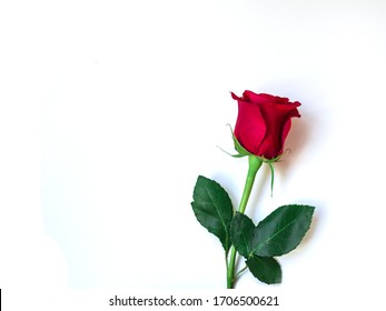 Red rose with green leaves on white background. Place for text.  Horizontal orientation.