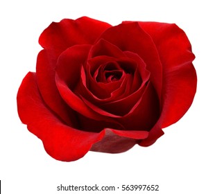 Rose Isolated On White Background Stock Photo 1204612837 | Shutterstock