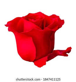 Red Rose Head Isolated On A White Background.Ecuador Rose, Side View