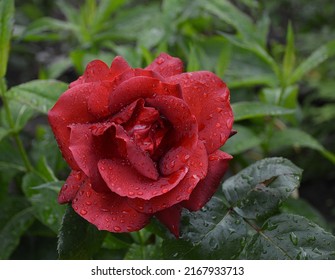 Red Rose Ingrid Bergman After Rain