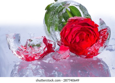 red rose inside an ice. cold beauty 