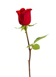 Red Rose Isolated On White Background.