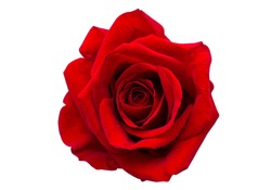 červená Růže Izolované Na Bílém Pozadí