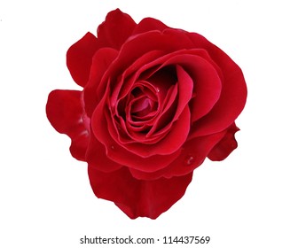 87,646 Single roses pattern Images, Stock Photos & Vectors | Shutterstock