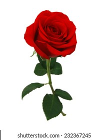 red rose isolated on white background  - Shutterstock ID 232367245