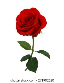 Red rose isolated on white background  - Shutterstock ID 271902620