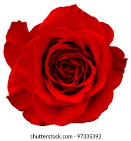 Red Rose Isolated On White Background