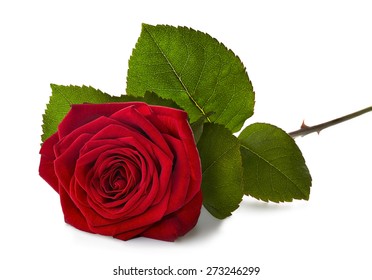 red rose laying on a white background with a soft shadow.