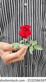 Rosa Roja Con Hojas