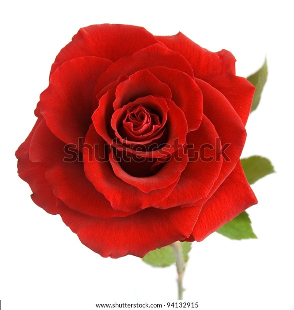 Red Rose Leaves Isolated On White Stock Photo (Edit Now) 94132915