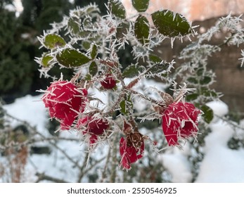 Red rose, morning frost, sunrise - Powered by Shutterstock