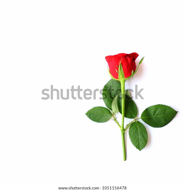 Red Rose Multipurpose Background Anniversary Wedding Stock Photo