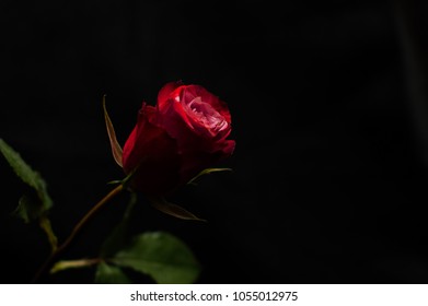 513,196 Roses On A Black Background Images, Stock Photos & Vectors ...