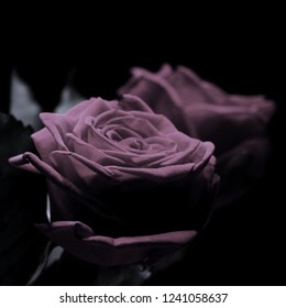 Red Rose On A Black Background With Specular Reflection.