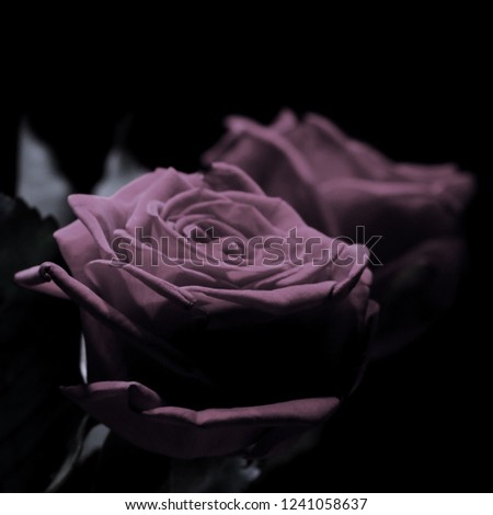 Red rose on a black background with specular reflection.