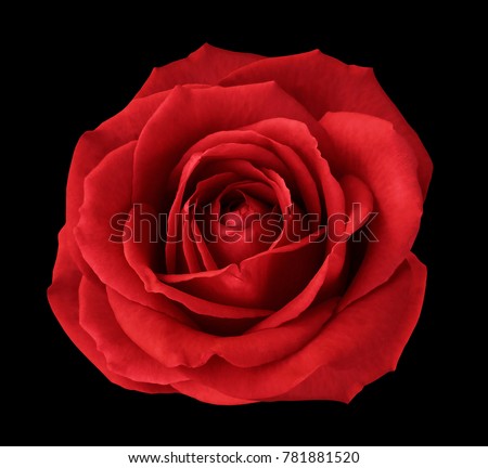 Red rose on the black  isolated background with clipping path.  For design.  Closeup. Nature.