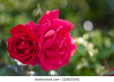 Red Rose on the branch on  a green background - Shutterstock ID 1136273192
